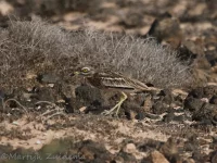 Oostelijk canarische griel [Burhinus oedicnemus insularum]